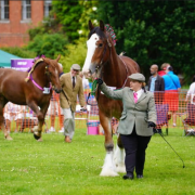Herts Heavy Horse and Country Show